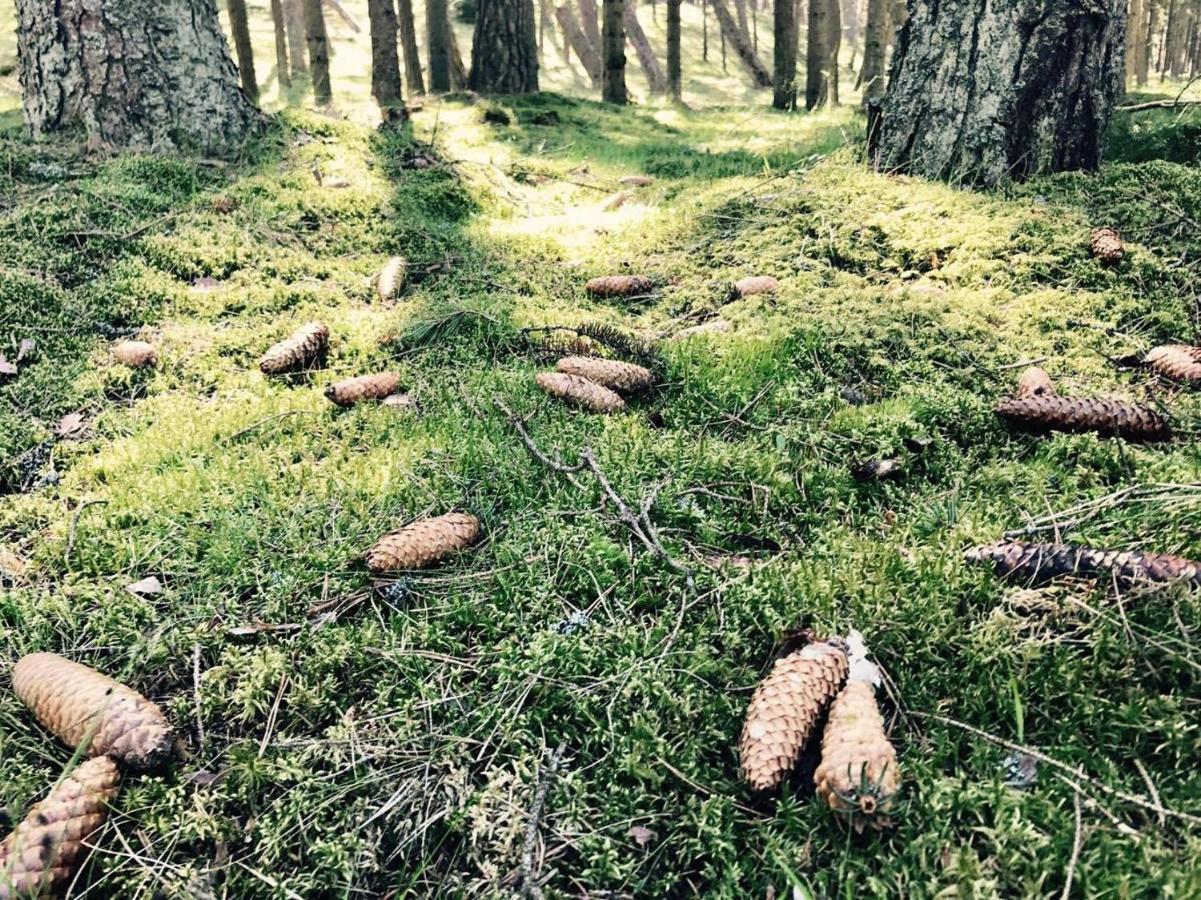 נידה Apartments Isle Of Pinecones מראה חיצוני תמונה